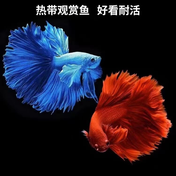顺丰泰国斗鱼仙女款纯白半月超美网红小型淡水热带冷水观赏鱼好养|undefined
