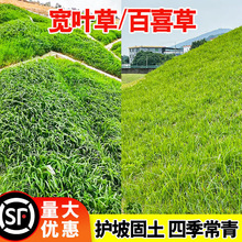 宽叶雀稗百喜草种子耐盐碱护坡固土边坡绿化耐热耐旱夏季草种籽孑