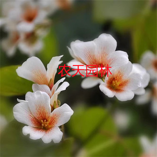 ��ͩ����ͩ�Ә���ֲ�����־G����ɽ����ͩ�͘�N�F�ڬF�l����l؛