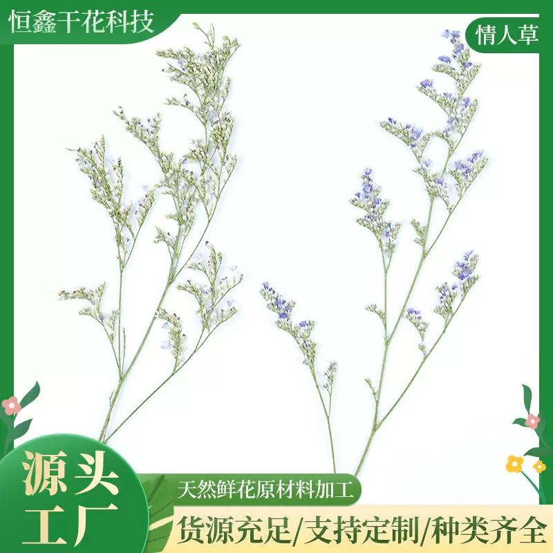 干花情人草天然鲜花请柬书签相框压花勿忘我永生花插花居家装饰花