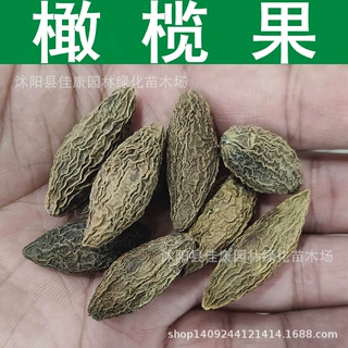 林木种子 橄榄种子 干橄榄 橄榄果种子 1件=1斤