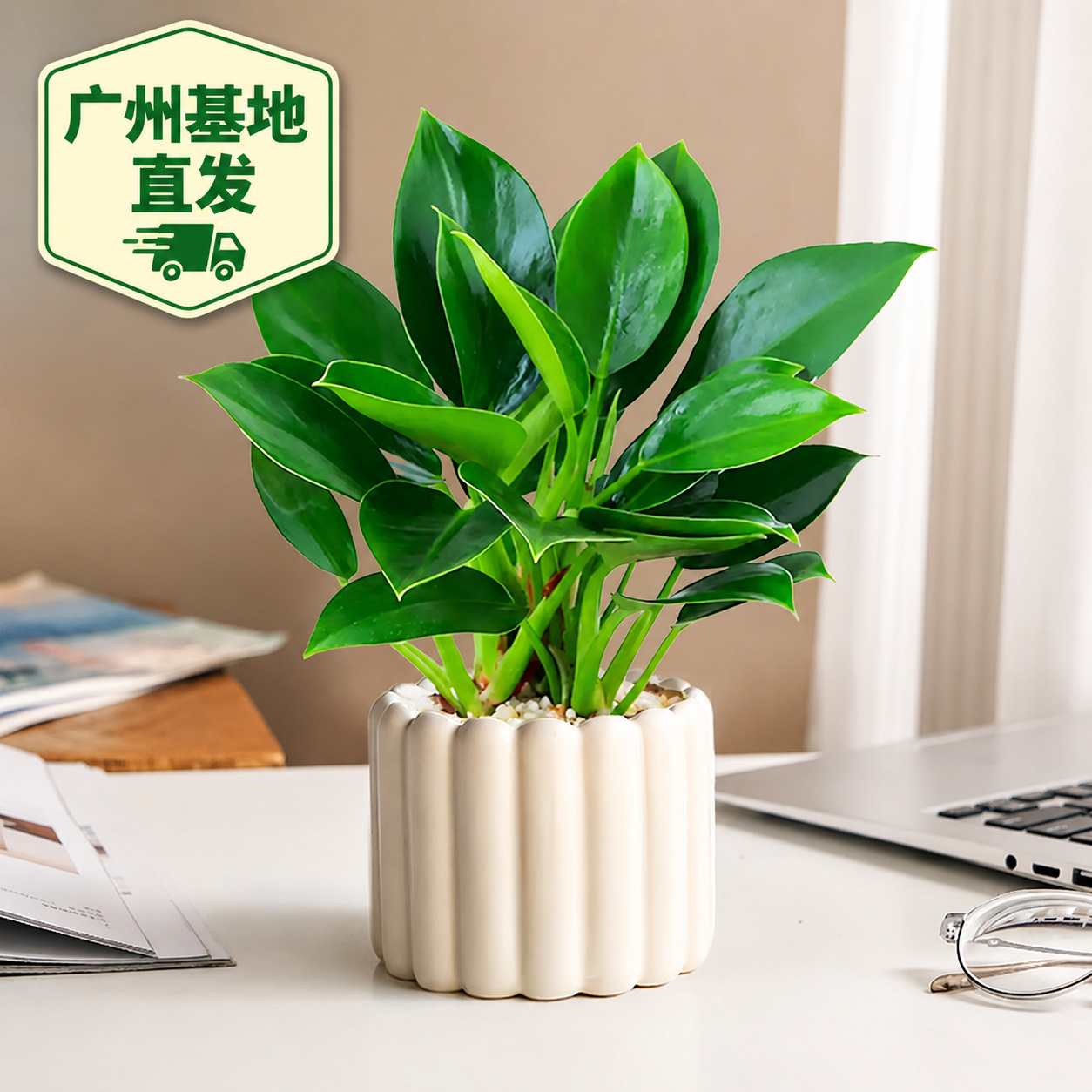 【除甲醛】金鑽綠植綠鑽公主盆栽室內土培辦公室客廳淨化四季常青