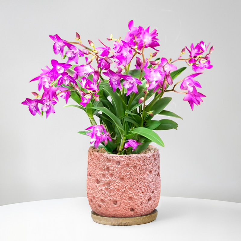 Perfume dendrobium orquídea planta en maceta con brotes de flores flores de cuatro estaciones flores de interior plantas verdes de oficina orquídea de escritorio bonsai