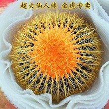 金虎仙人球美虎仙人球办公室大气植物型多肉仙人掌科绿植