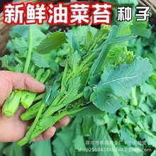 ��̦һ̖�N���Ͳ˷N���Ͳ˼�N�ѷN�ѷN���ļ�ԭ�b�߲˷N�Ӵ�ȫ