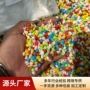 盆栽多肉五彩彩色五彩石