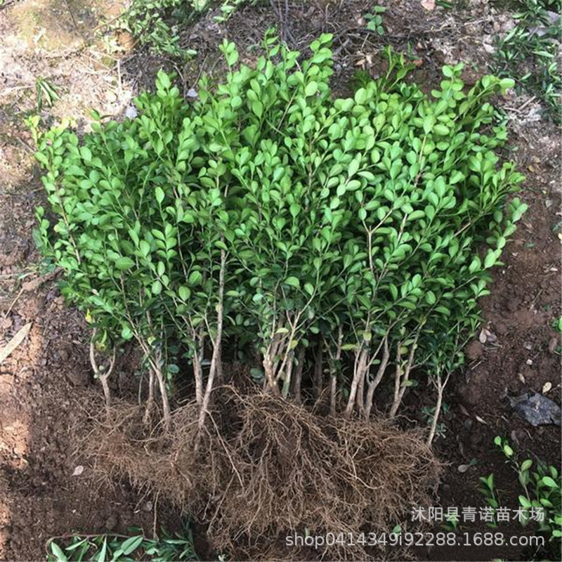 基地直销小叶瓜子黄杨 瓜子黄杨独杆苗黄杨毛球规格齐全 价格优惠