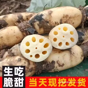 �����ź5�����rɏź����خa��Ư��ɏź�峴�����r�߲ˬF�ڬF�l