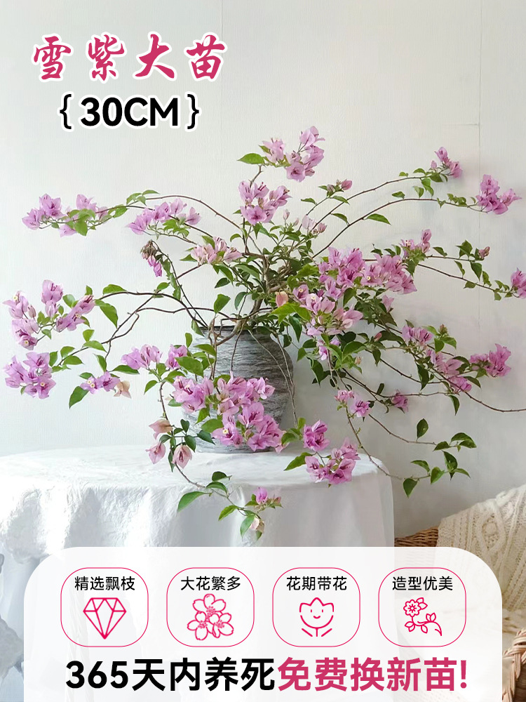 [선택된 떠다니는 가지] 스노우 퍼플 약 30cm [아름다운 모양] (개화기에는 꽃이 있음)