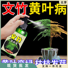 文竹专用营养液叶子发黄一喷绿水培植物黄叶烂根肥料增根壮花花肥