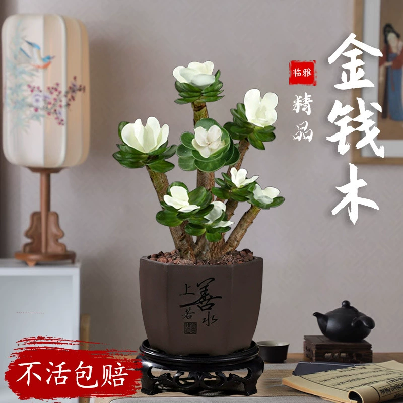 Деньги дерево старая куча мясистые Four Seasons горшечные растения крытый хороший офисный Рабочий стол с бонсай цветущие маленькие зеленые растения