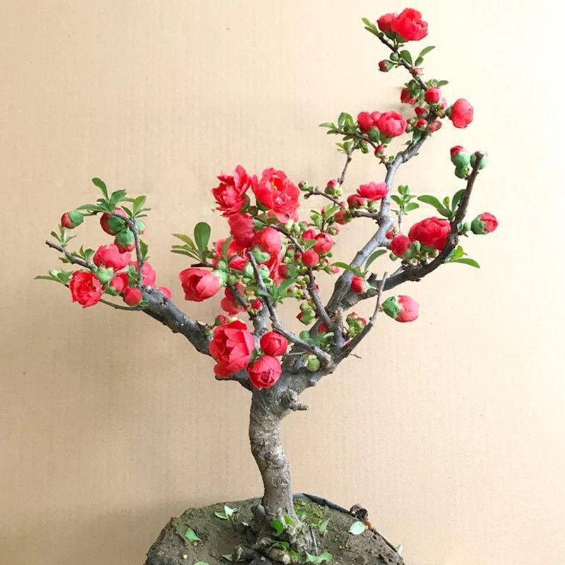 Potted Begonia with Flower Buds, Begonia Saplings, Multi-Colored Four Seasons Begonia Bonsai, Indoor and Outdoor Flowers and Green Plants