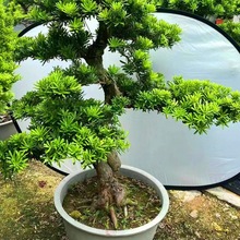 ���ȸ���_�h���Ϙ������辰ӭ�����҃�����GֲͥԺ�e���ļ�����