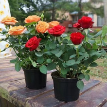 大花浓香玫瑰花苗室内好养中国红四季开花月季花苗源工厂一件批发