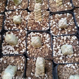 Yuzhi'Er Crassula Arta Balcony Desk