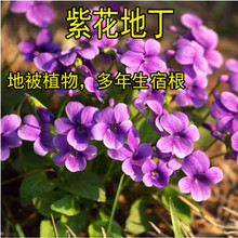 紫花地丁种子地丁籽紫堇地丁花卉种子庭院阳台耐寒地被多年生花种