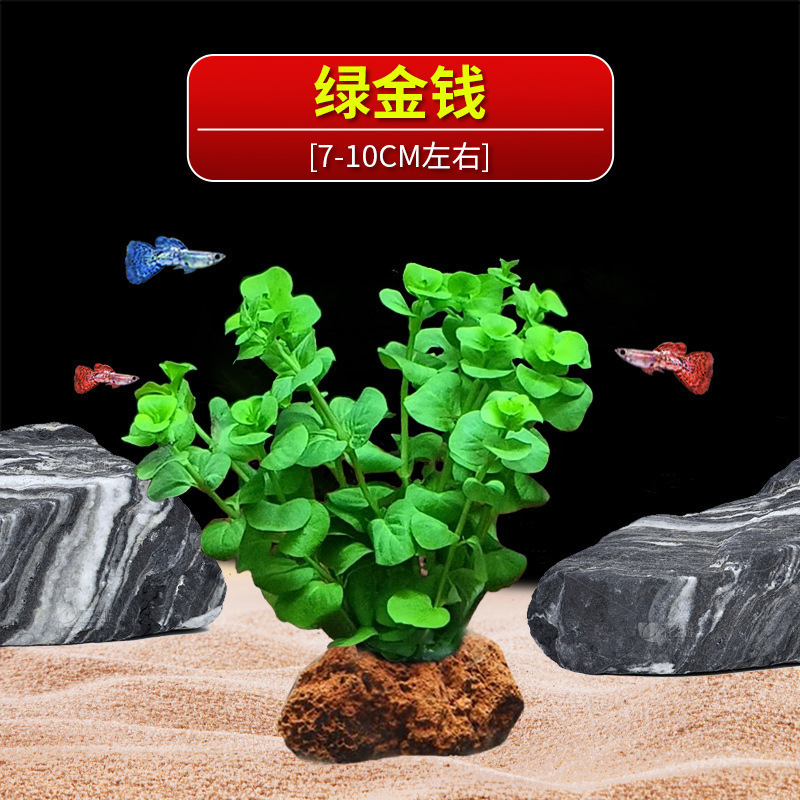 火山石水植物鱼缸净化水质懒人造景摆件全套底砂套餐性真|undefined