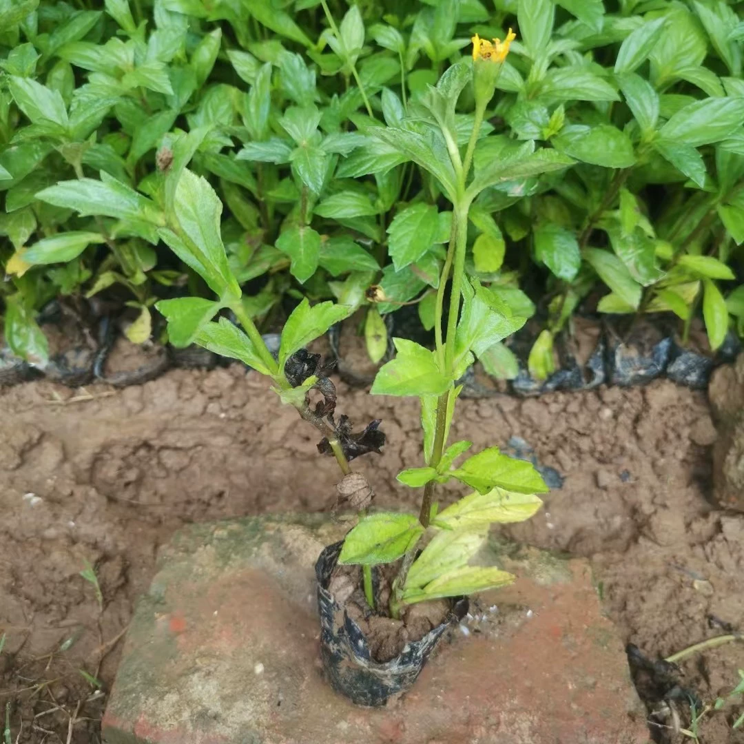 Поставка рассады южноамериканских хризантем, желтых хризантем, желтых хризантем, диких хризантем, полевых хризантем, трехлистных хризантем.