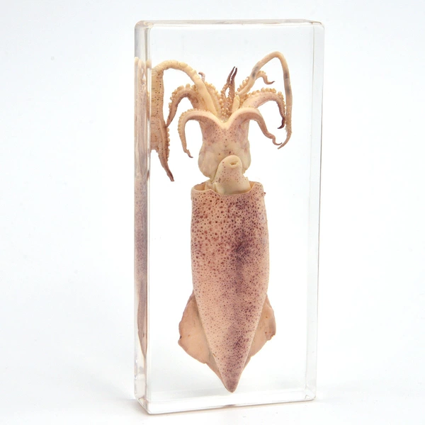 164*78*24mm big calamari