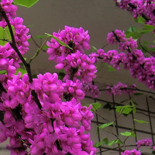Greening Seedlings, Bauhinia Seedlings, Bauhinia Seedlings, Bauhinia Saplings, Full Red Seedlings, Garden Plants