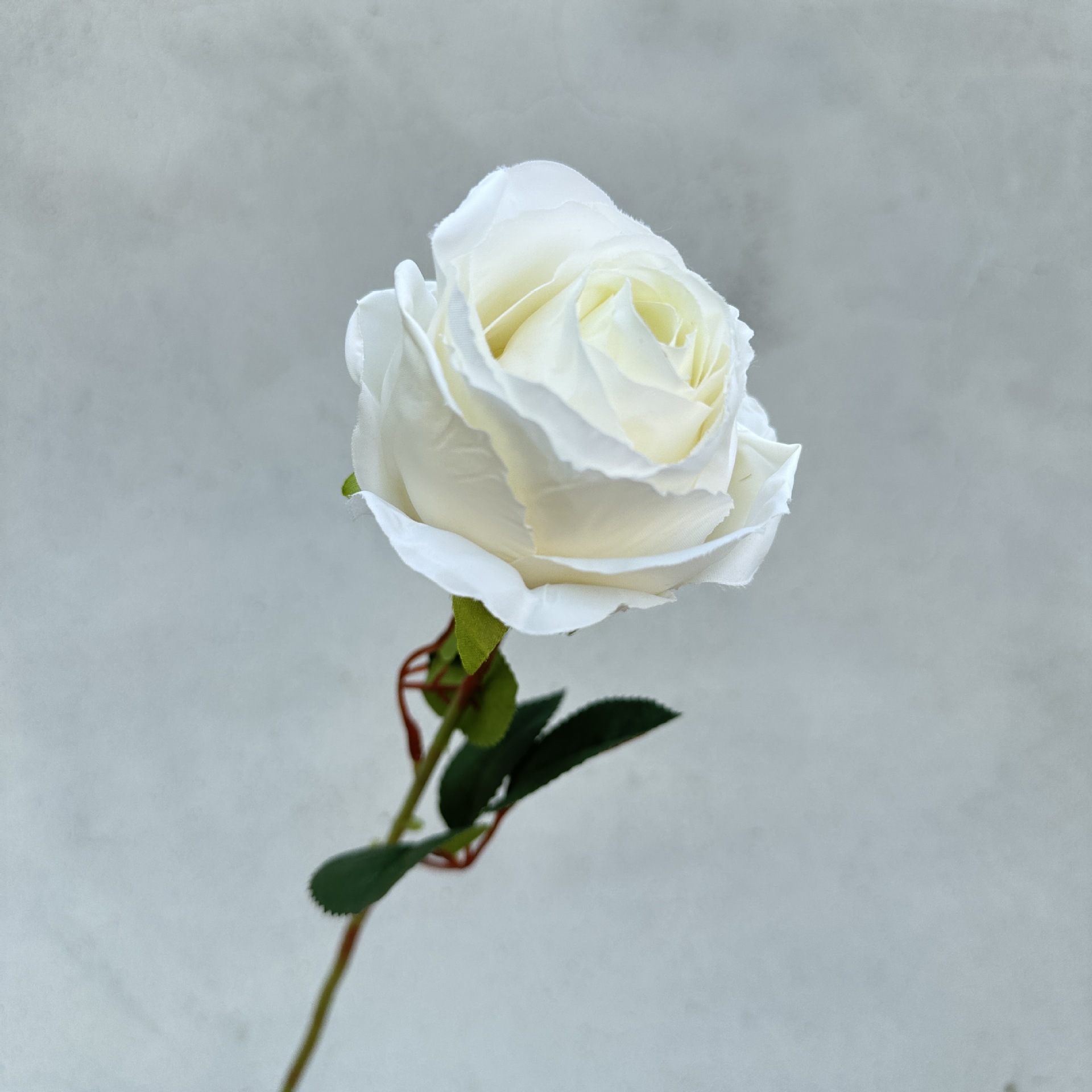 Single rolled edge rose-white