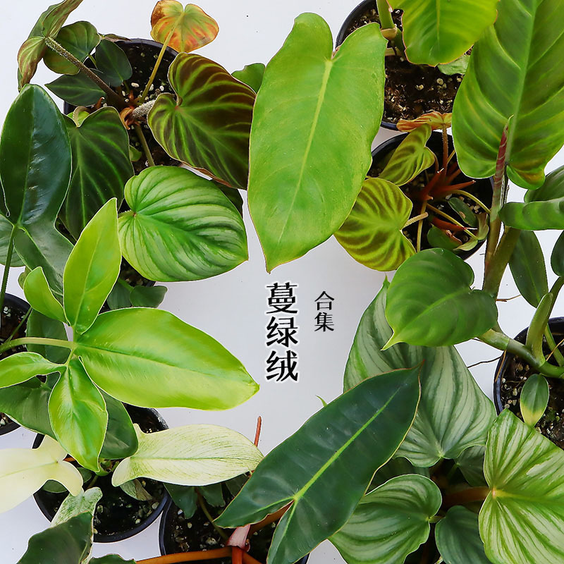 Bianxi Philodendron Collection Tropical Plants Shade Tolerant Office Desktop Green Plant Potted Plants Ins Style Internet Celebrity Hot Plants