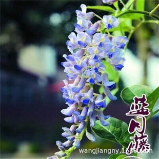 Wisteria Saplings, Climbing Vines, Courtyard Greening Walls, Four-Season Blooming Florals, Potted Flower Seedlings, Japanese Wisteria Vines