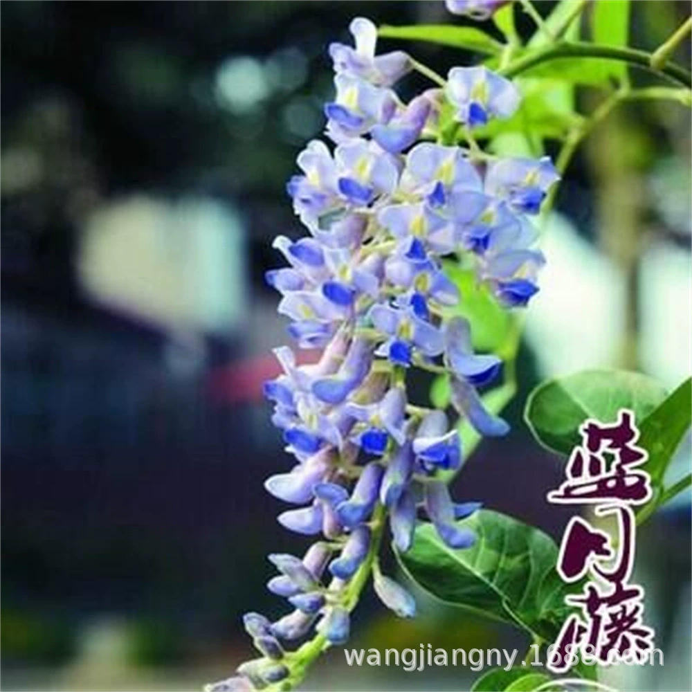 Саженцы цветов глицинии вьющиеся растения озеленение двора Стена Четыре сезона открытые цветы рассада в горшках Японская лоза глицинии