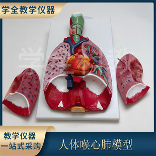 Natural Large Human Laryngeal Cardiopulmonary Model Throat Throat Thyroid Lung Heart Model Respiratory System Pulmonary Visceral Anatomy