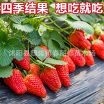 基地批发草莓苗四季盆栽食用阳台奶油果树果苗种植苗南方当年结果