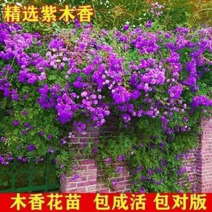 �ļ��_�����ľ�㻨������������ֲ�������̨ͥԺ��Ԯ����