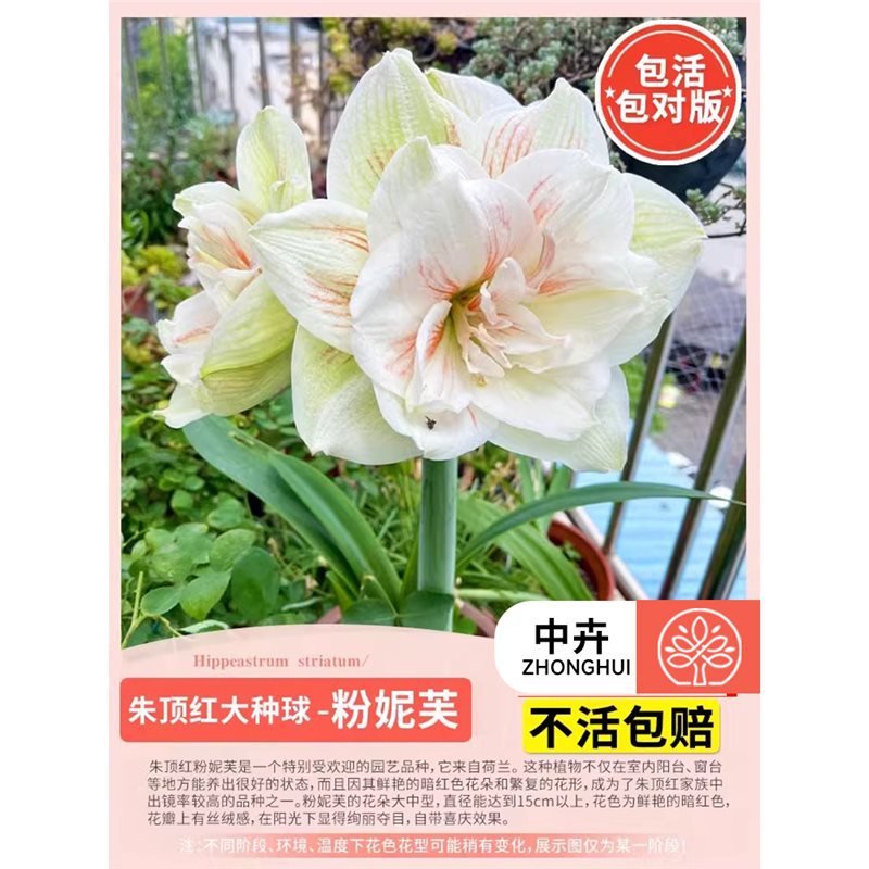 Amaryllis bulb - pink nefertari (large)