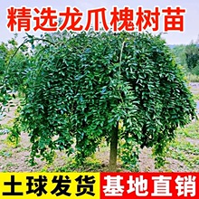 龙爪槐树苗黄金槐庭院绿化风景树苗木园林洋槐嫁接金枝花刺国槐