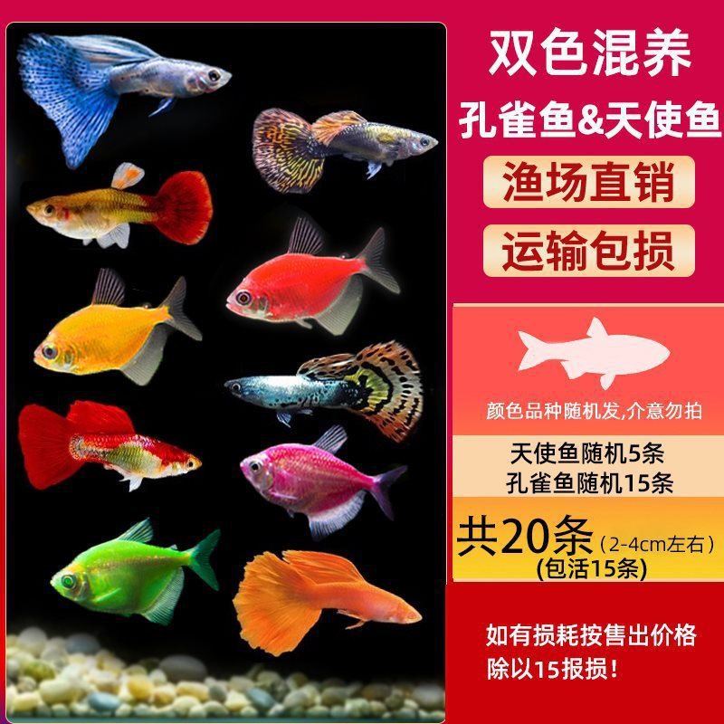 グッピー、フェニックステール、淡水、繁殖しやすく、育てやすい、純種のランプ科の小型熱帯魚観賞魚の稚魚|undefined