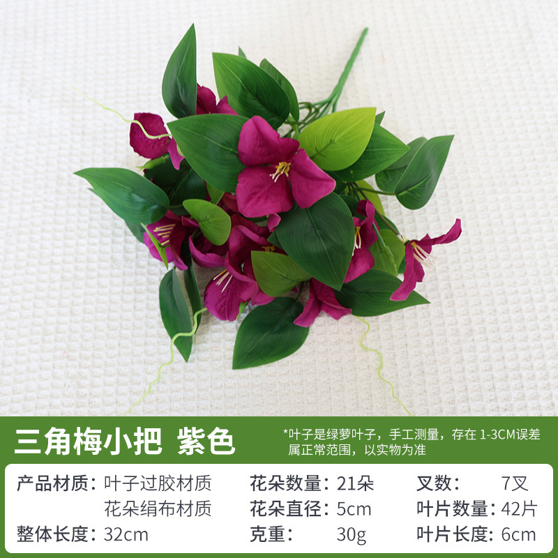 보라