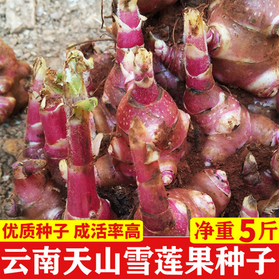 Yunnan Tianshan Yacon seed Yellow Heart Saussurea Guomiao fresh Red Seed ball