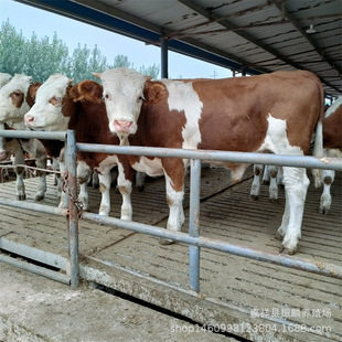 ��ţ���Bֳ�� �N�����Sţ�� ɽ��ʡ��ţ�كr�� �����Sţ��ţ��