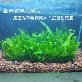 细叶铁皇冠新手鱼缸沉木造景水绿植性真好养活淡水皇冠植物批发