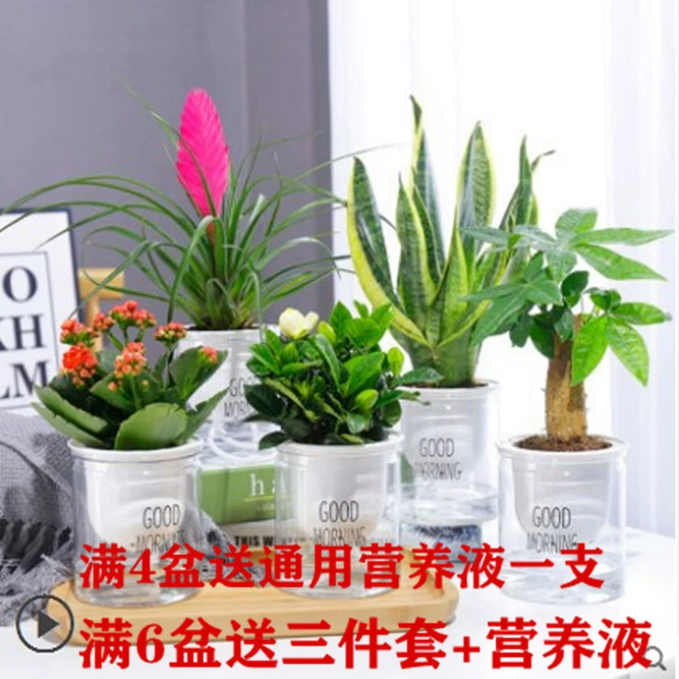 Креативный прозрачный пластиковый художественный маленький свежий цветочный горшок ленивый самопоглощающийся цветочный горшок маленькое растение горшок для посадки в горшке Средний