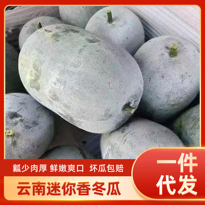 Yunnan Small Winter Melon Fresh Mini Small Winter Melon Mature Winter Melon Wholesale Farm-Grown Fresh Vegetables Now Picked and Grown
