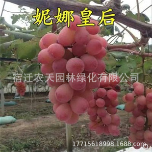 ���Ȼʺ��ţ�����ј�����������Ե����������ј��m�Ϸ������Nֲ