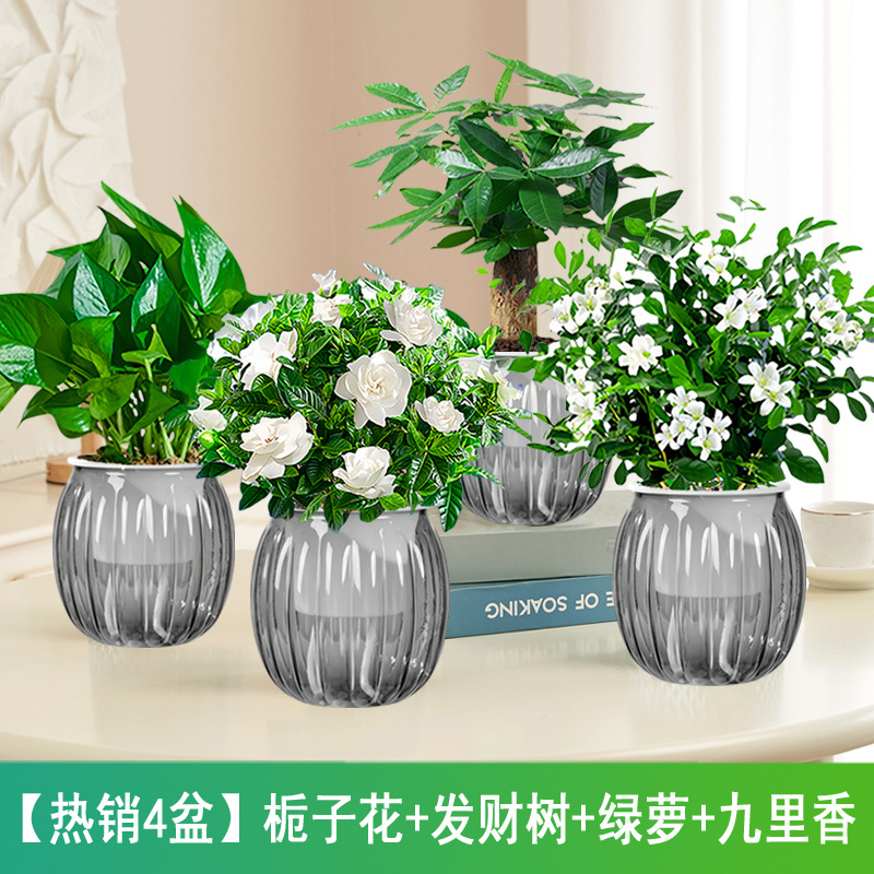 [인기상품 화분 4종] 치자나무 + 돈나무 + 포토스 + 구리향(회색 호박 화분) +