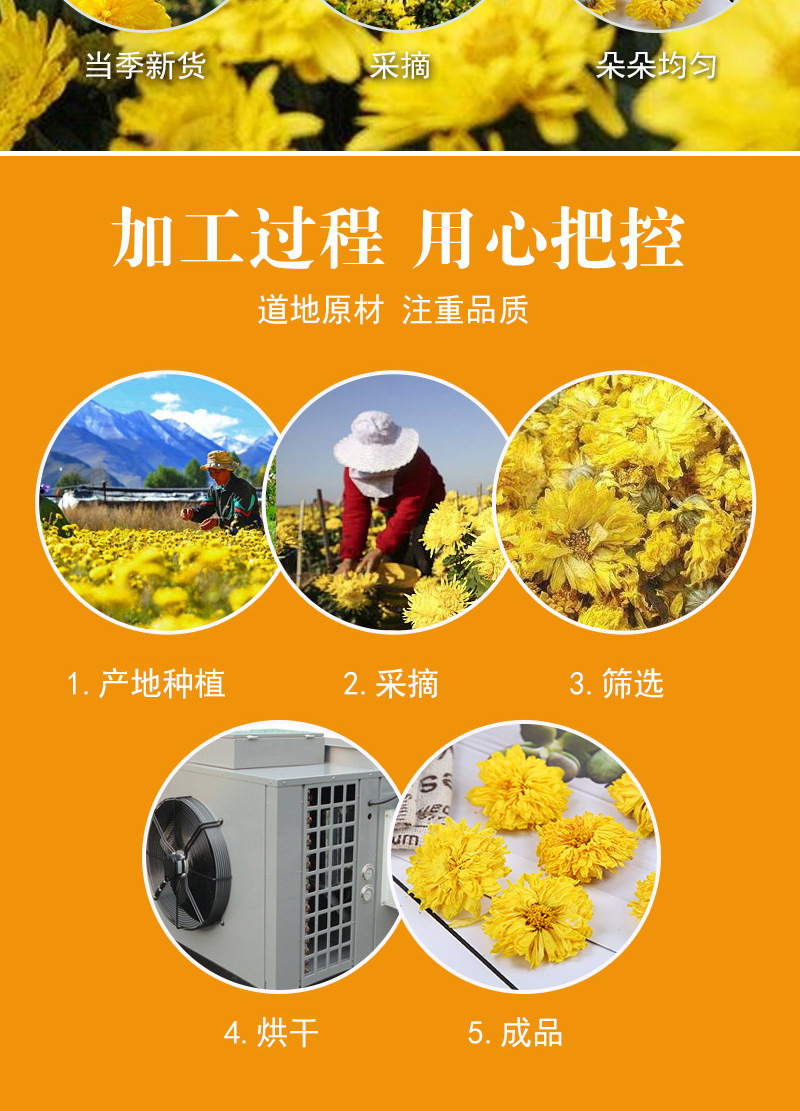 Huang Gong Ju Chrysanthemum Tea (Chrysanthemum morifolium) — Dried Yellow Chrysanthemum Flowers from Huangshan Xiuning in use