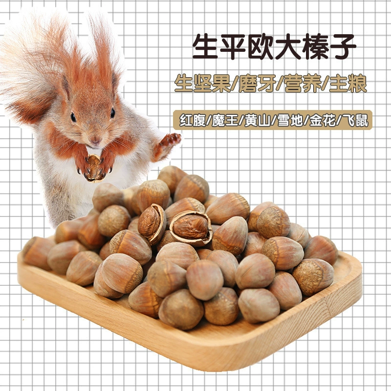 Pingou Big фундук Белка летающая мышь Продукты питания Закуски Корма сырые орехи большие фундук моляры