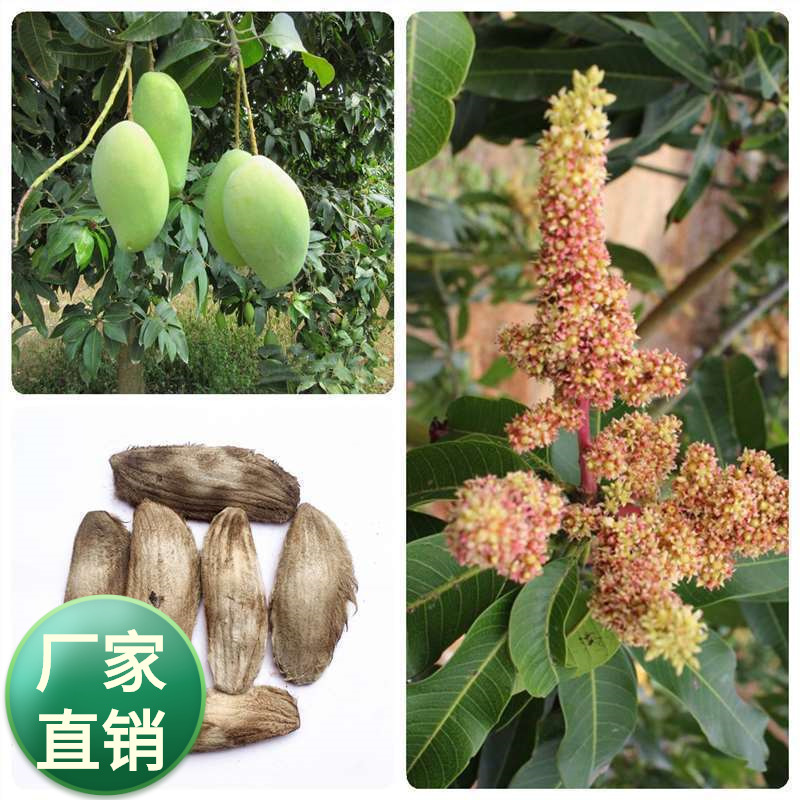 批发果树种子芒果核种子杧果树种子芒果籽药用长寿果干手工种籽