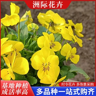 三色堇穴盘苗杯苗 角堇盆栽苗庭院花坛布置公园景观绿化工程用花