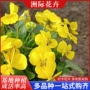 景观庭院布置工程穴盘苗