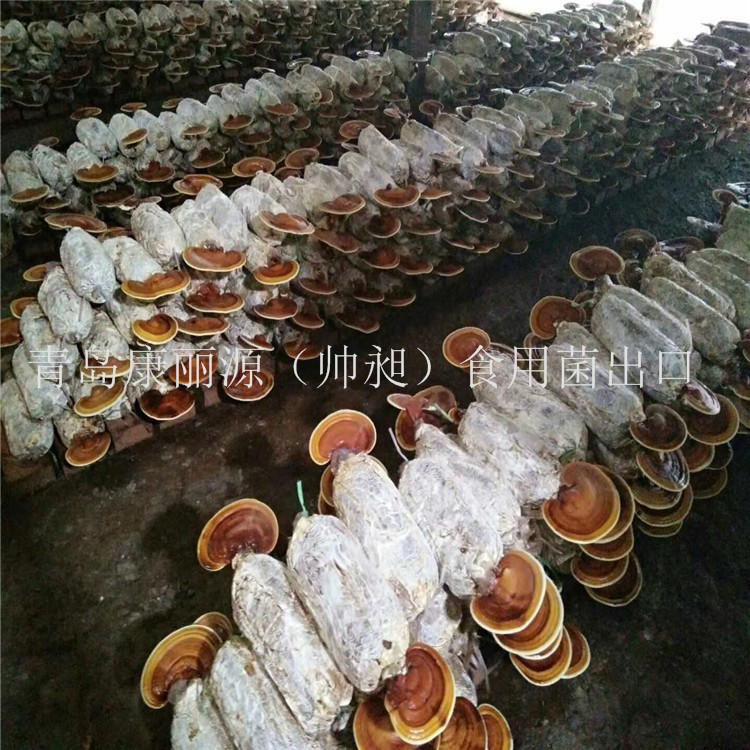 中国山东青岛出口韩国灵芝菌棒，灵芝菌包