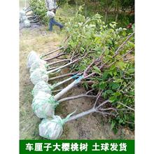 车厘子树苗带土球特大樱桃树地栽嫁接当年结果南方北方种植樱桃苗
