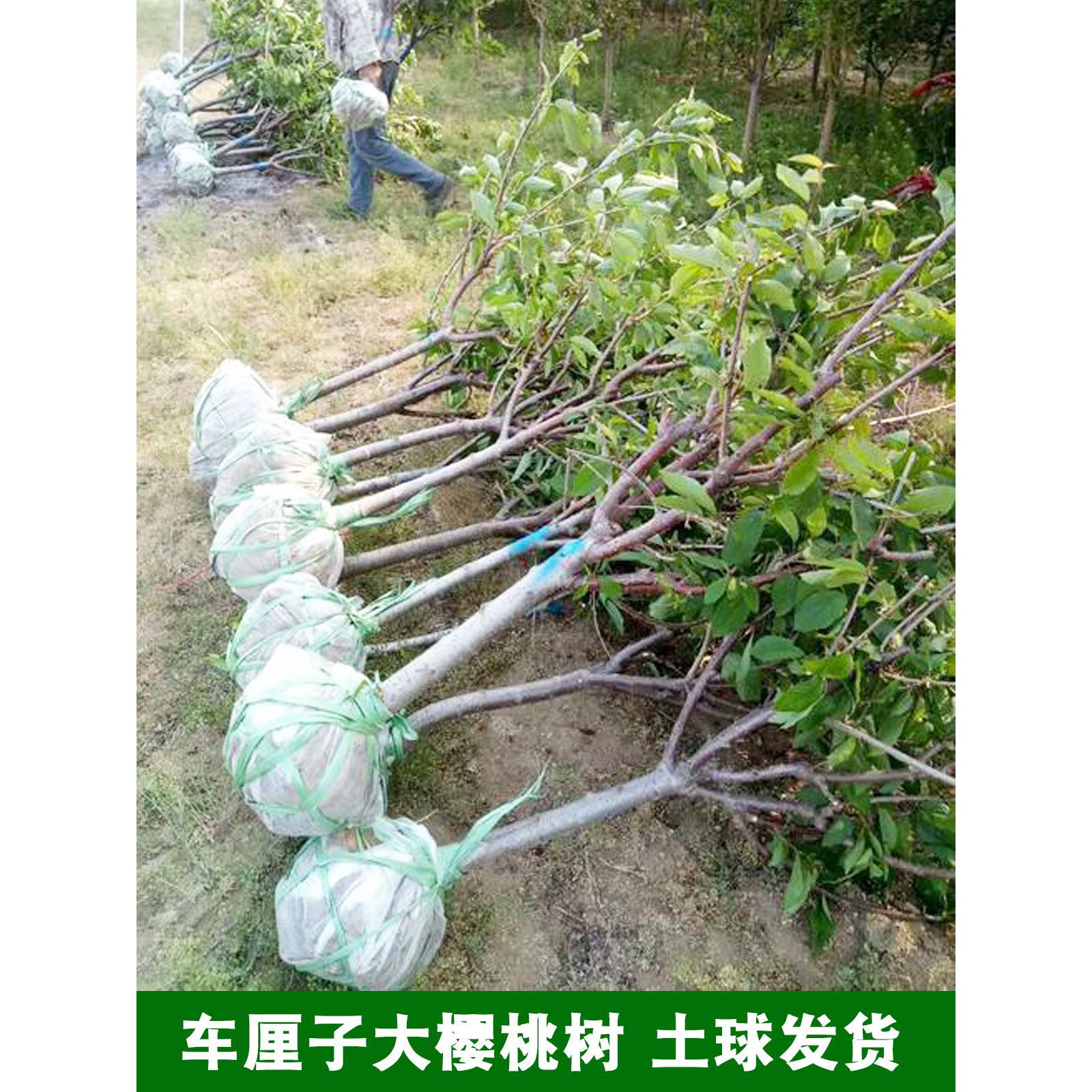 车厘子树苗带土球特大樱桃树地栽嫁接当年结果南方北方种植樱桃苗